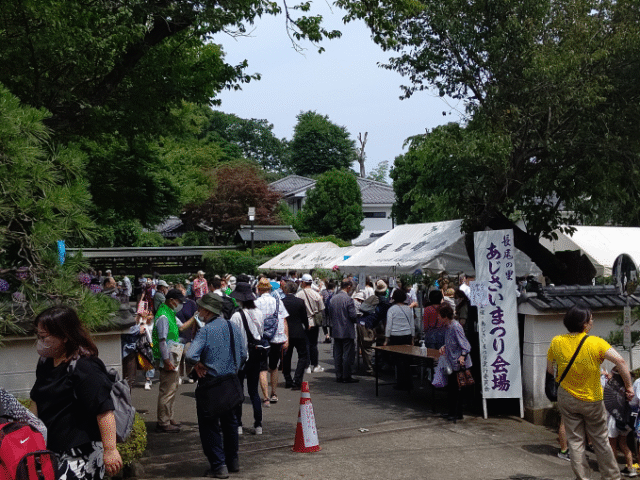 あじさい祭　会場① (1)